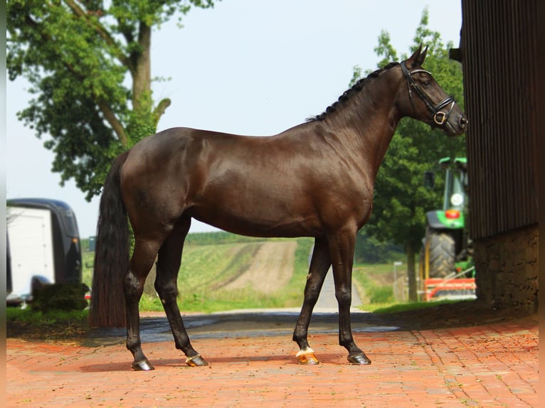 Oldenburger Merrie 4 Jaar 170 cm Zwartbruin in Bramsche