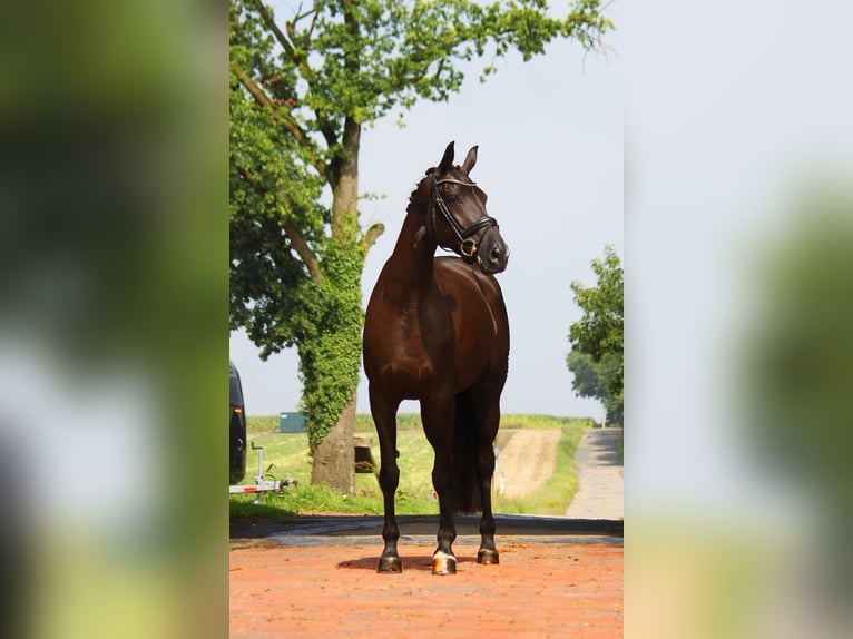 Oldenburger Merrie 4 Jaar 170 cm Zwartbruin in Bramsche