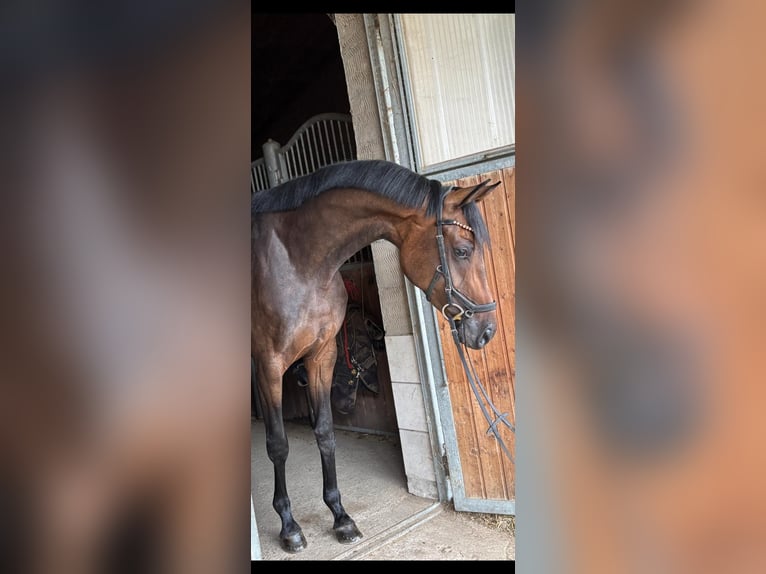Oldenburger Merrie 4 Jaar 171 cm Bruin in Winh&#xF6;ring