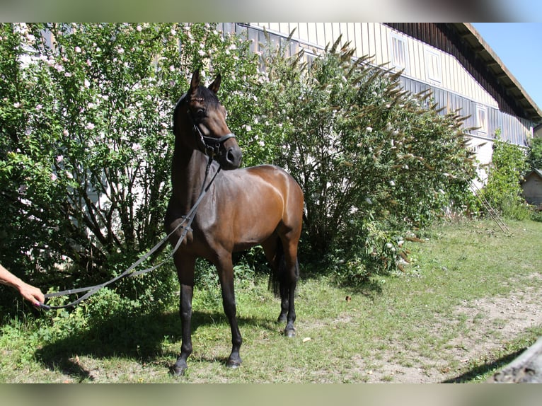 Oldenburger Merrie 4 Jaar 171 cm Bruin in Winh&#xF6;ring