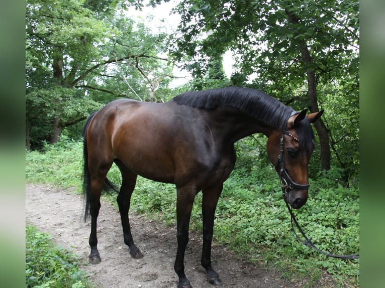 Oldenburger Merrie 4 Jaar 171 cm Bruin in Winh&#xF6;ring