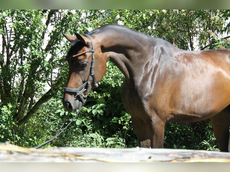 Oldenburger Merrie 4 Jaar 171 cm Bruin in Winh&#xF6;ring