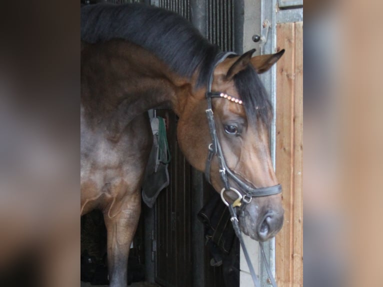Oldenburger Merrie 4 Jaar 171 cm Bruin in Winh&#xF6;ring