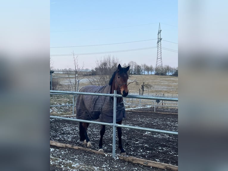 Oldenburger Merrie 4 Jaar 172 cm Bruin in Königheim