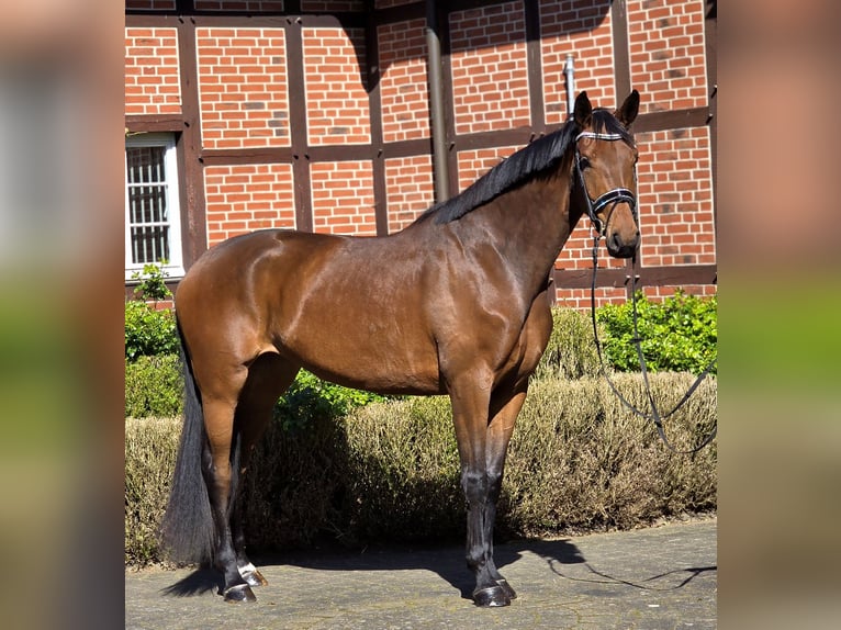 Oldenburger Merrie 4 Jaar 172 cm Bruin in Warendorf