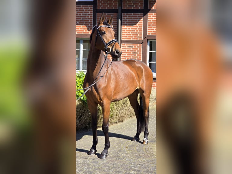 Oldenburger Merrie 4 Jaar 172 cm Bruin in Warendorf
