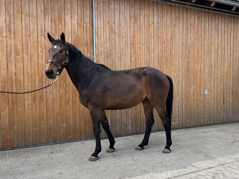 Oldenburger Merrie 4 Jaar 172 cm Bruin in Erharting