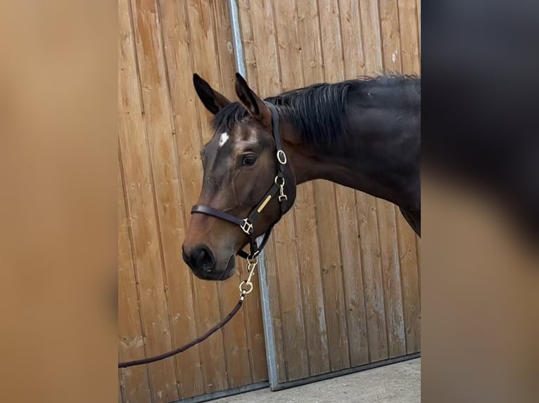 Oldenburger Merrie 4 Jaar 172 cm Bruin in Erharting