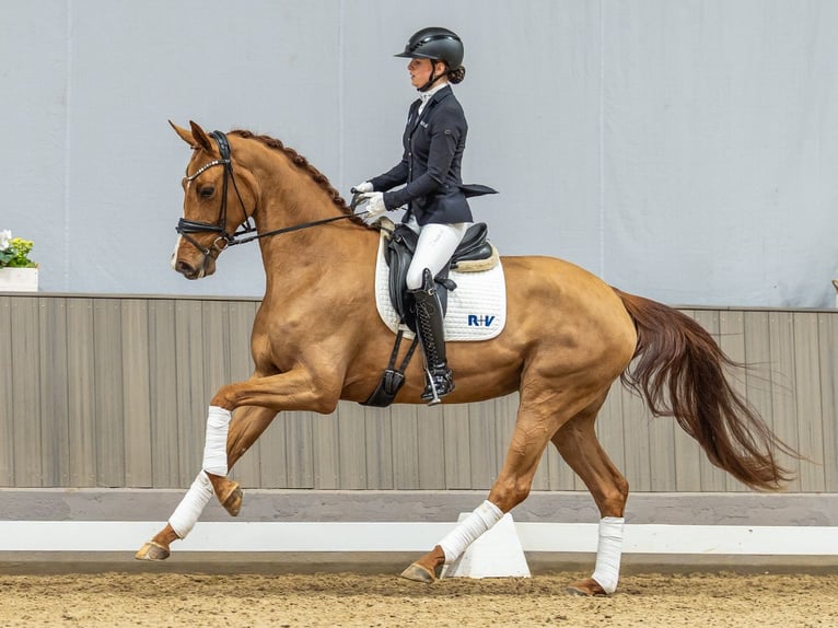 Oldenburger Merrie 4 Jaar 172 cm Donkere-vos in Münster-Handorf