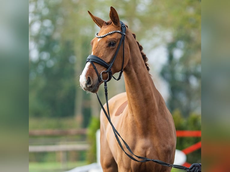 Oldenburger Merrie 4 Jaar 172 cm Donkere-vos in Münster-Handorf