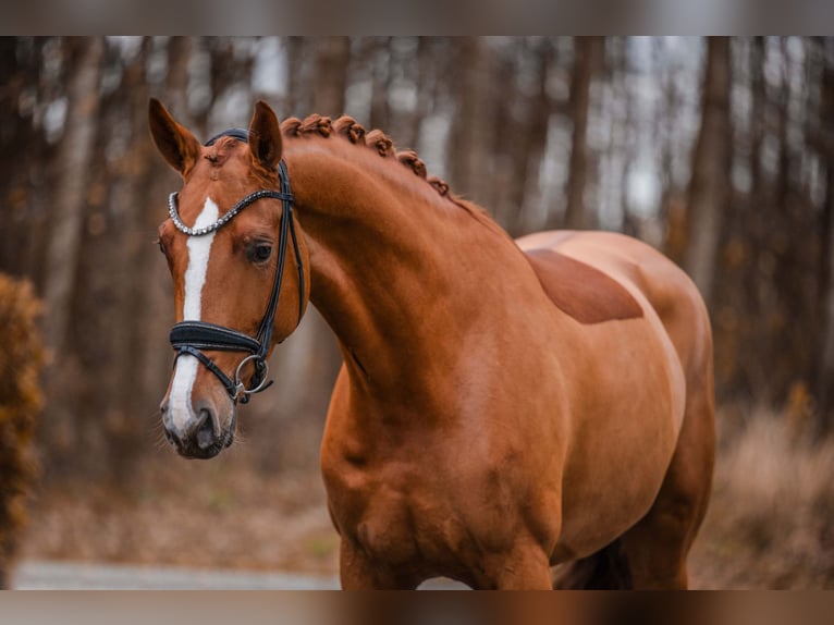 Oldenburger Merrie 4 Jaar 173 cm Vos in Wehringen