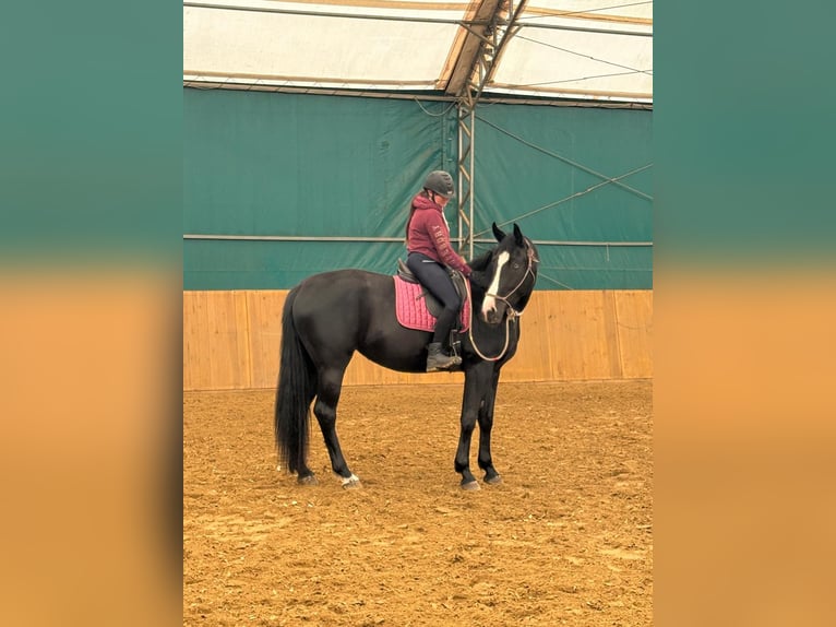 Oldenburger Merrie 4 Jaar 173 cm Zwart in Warszawa