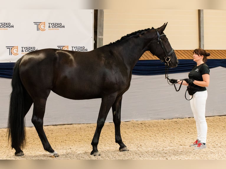 Oldenburger Merrie 4 Jaar 173 cm Zwart in Warszawa