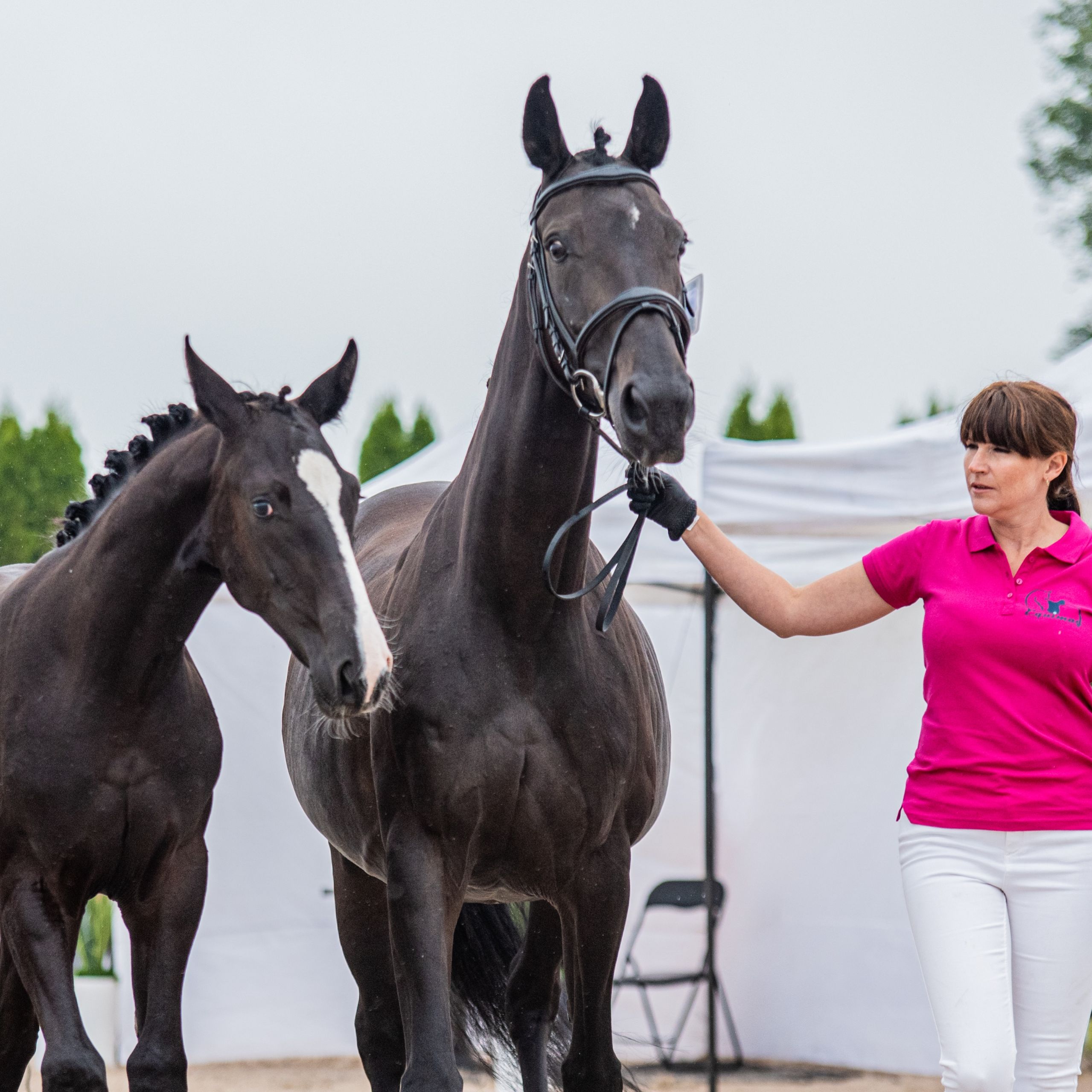 Oldenburger Merrie 4 Jaar 173 cm Zwart in Warszawa