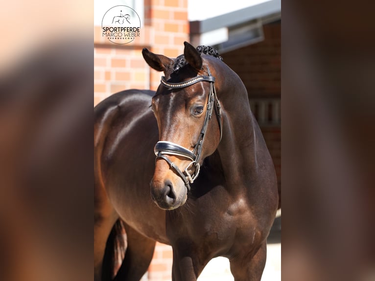 Oldenburger Merrie 4 Jaar 173 cm Zwartbruin in Bad Zwischenahn