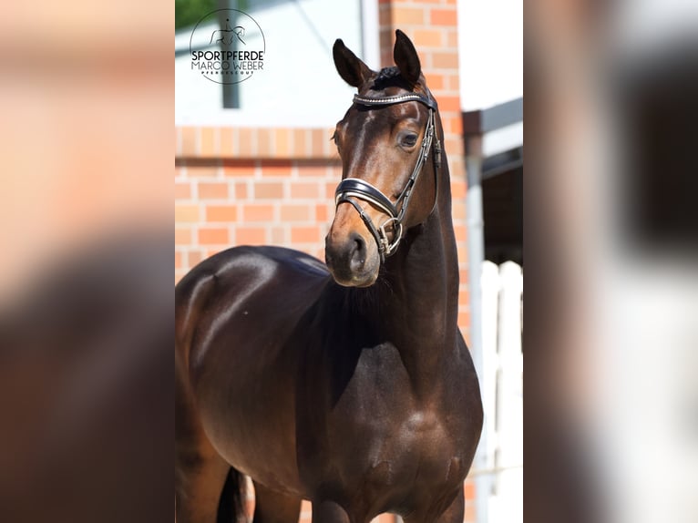 Oldenburger Merrie 4 Jaar 173 cm Zwartbruin in Bad Zwischenahn