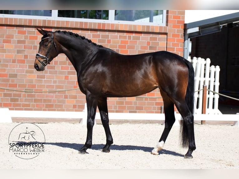 Oldenburger Merrie 4 Jaar 173 cm Zwartbruin in Bad Zwischenahn