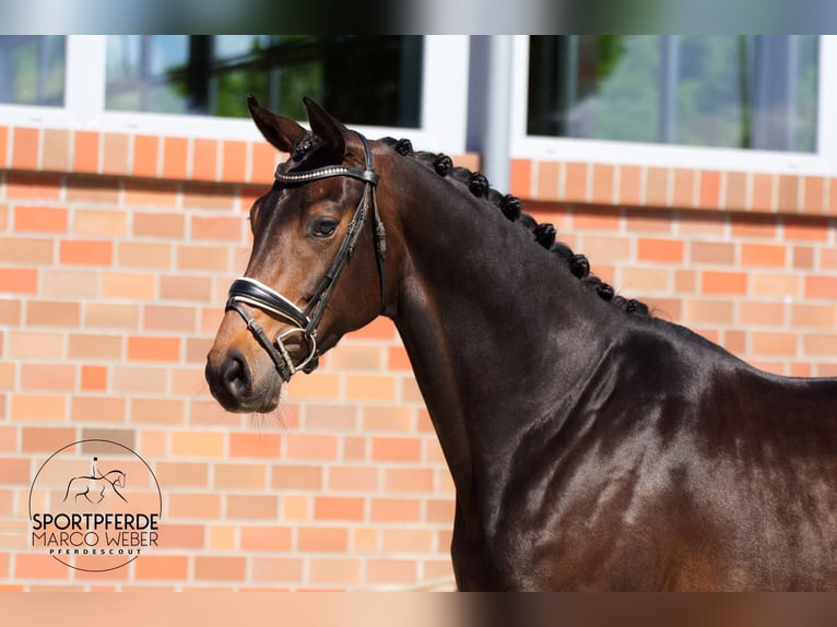 Oldenburger Merrie 4 Jaar 173 cm Zwartbruin in Bad Zwischenahn
