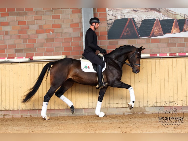 Oldenburger Merrie 4 Jaar 173 cm Zwartbruin in Bad Zwischenahn