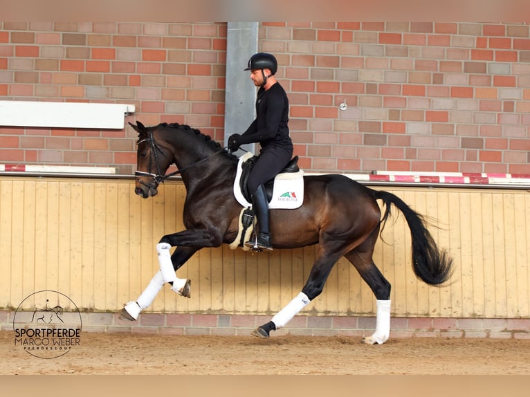 Oldenburger Merrie 4 Jaar 173 cm Zwartbruin in Bad Zwischenahn