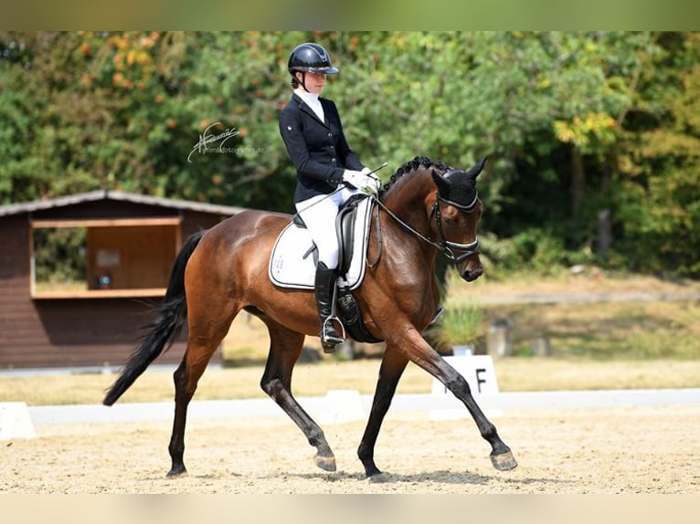 Oldenburger Merrie 4 Jaar 174 cm Bruin in Hofheim am Taunus