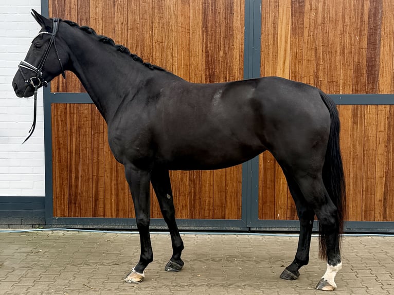 Oldenburger Merrie 4 Jaar 174 cm Zwart in Münster
