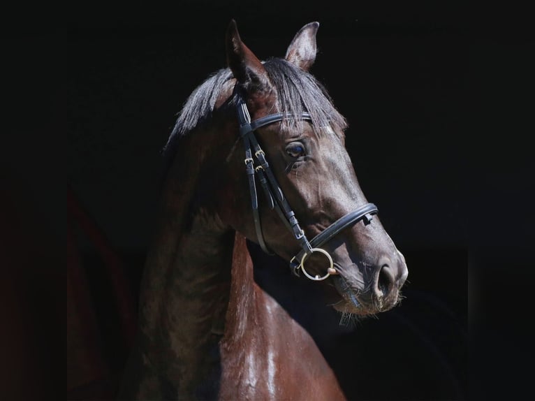 Oldenburger Merrie 4 Jaar in Stud