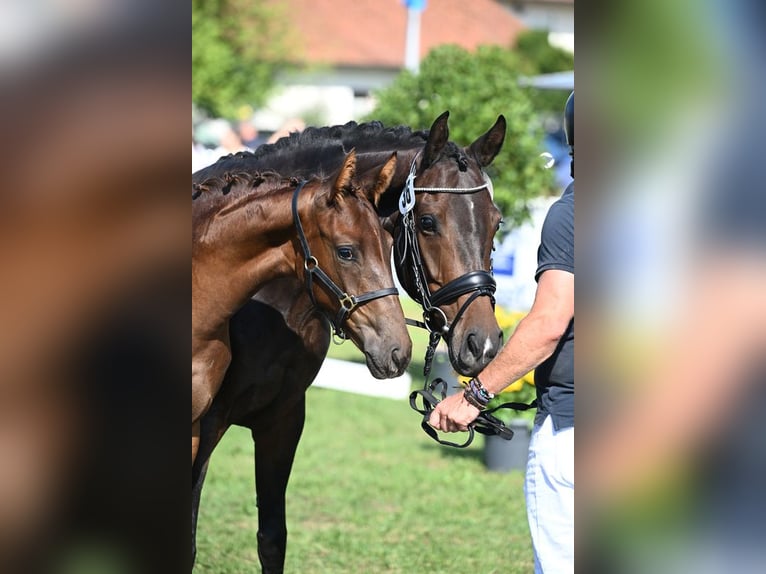 Oldenburger Merrie 5 Jaar 158 cm Donkerbruin in Suben