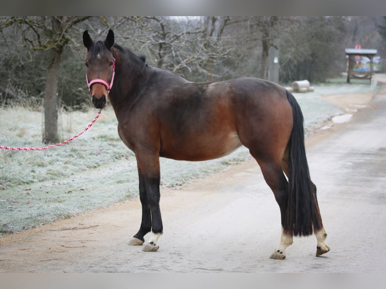 Oldenburger Merrie 5 Jaar 160 cm Bruin in Kümmersbruck