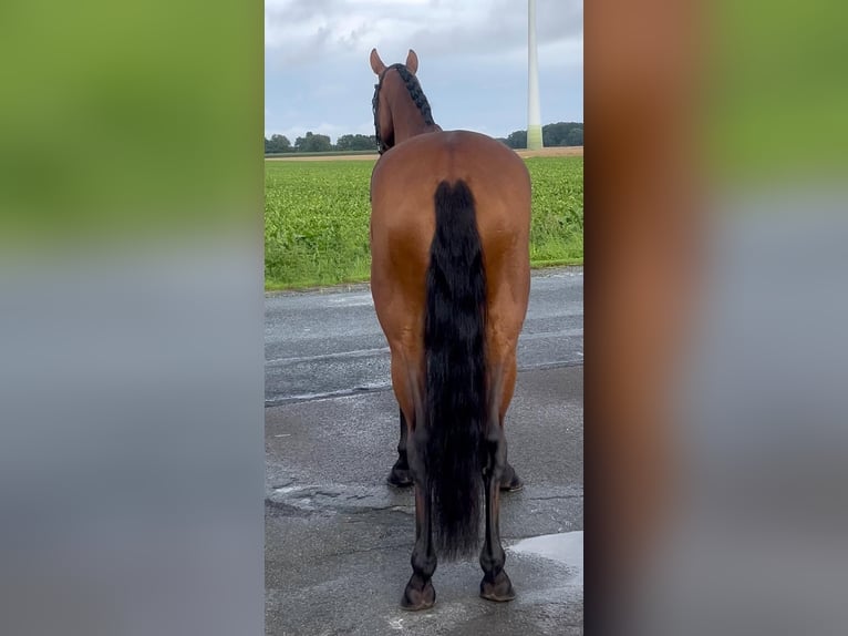 Oldenburger Merrie 5 Jaar 160 cm Bruin in Syke