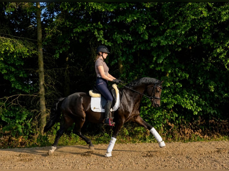 Oldenburger Merrie 5 Jaar 161 cm Zwartbruin in Rozajny Małe
