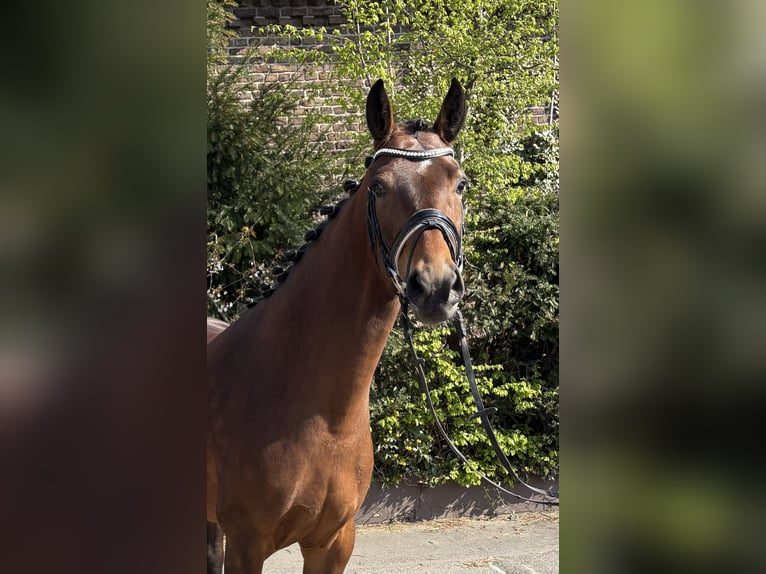 Oldenburger Merrie 5 Jaar 162 cm Bruin in Niederkassel