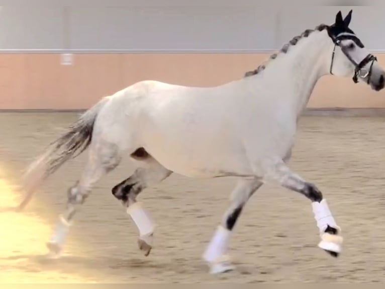 Oldenburger Merrie 5 Jaar 162 cm Schimmel in Wolfsbach