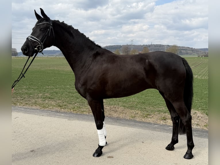 Oldenburger Merrie 5 Jaar 162 cm Zwart in Riedlingen