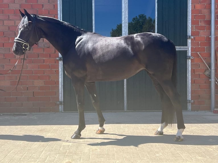 Oldenburger Merrie 5 Jaar 162 cm Zwart in Schöppingen