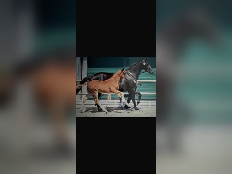 Oldenburger Merrie 5 Jaar 162 cm Zwart in Nordhorn