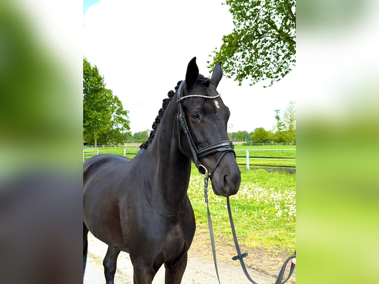 Oldenburger Merrie 5 Jaar 162 cm Zwart in Nordhorn