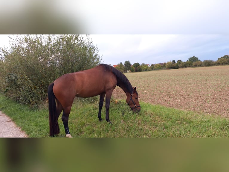 Oldenburger Merrie 5 Jaar 163 cm Donkerbruin in Kronberg im Taunus