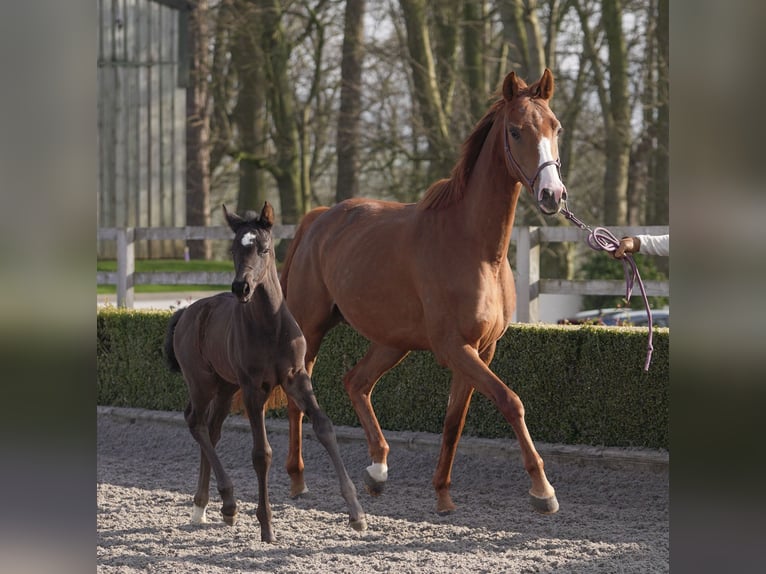 Oldenburger Merrie 5 Jaar 163 cm Donkere-vos in yorkshire