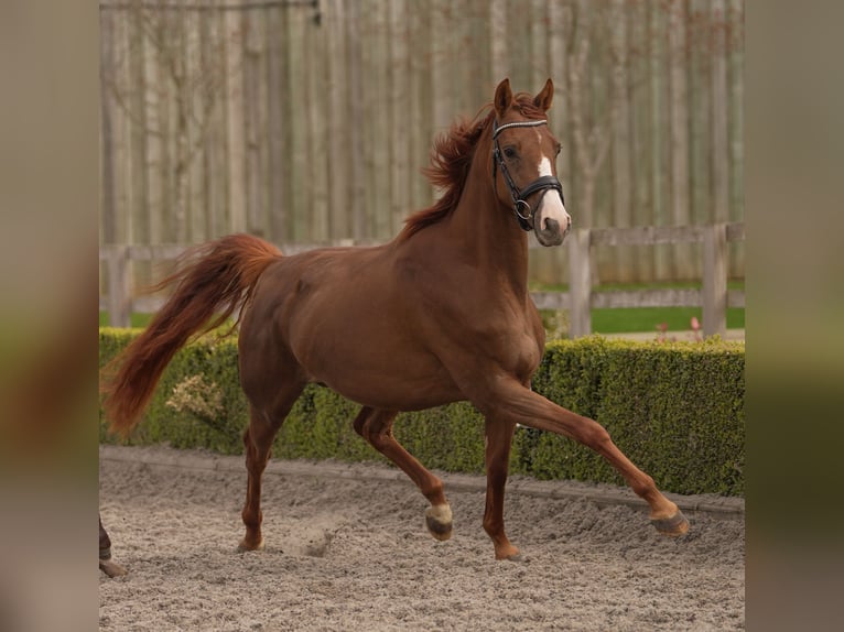 Oldenburger Merrie 5 Jaar 163 cm Donkere-vos in yorkshire