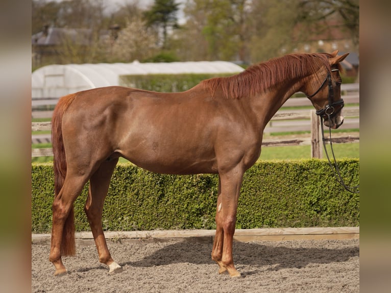 Oldenburger Merrie 5 Jaar 163 cm Donkere-vos in yorkshire