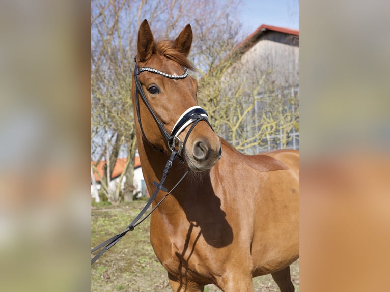 Oldenburger Merrie 5 Jaar 163 cm Vos in Gro&#xDF; Kreutz