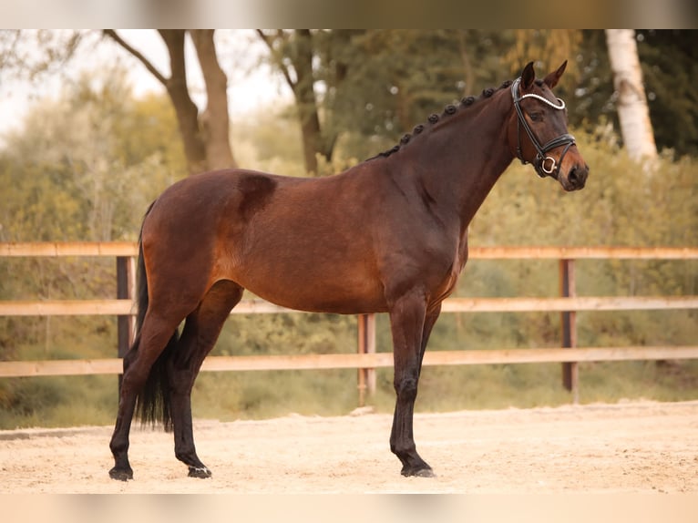 Oldenburger Merrie 5 Jaar 164 cm Bruin in Barver