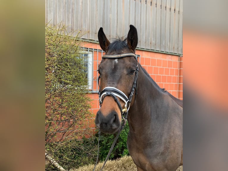 Oldenburger Merrie 5 Jaar 164 cm Donkerbruin in Hepstedt