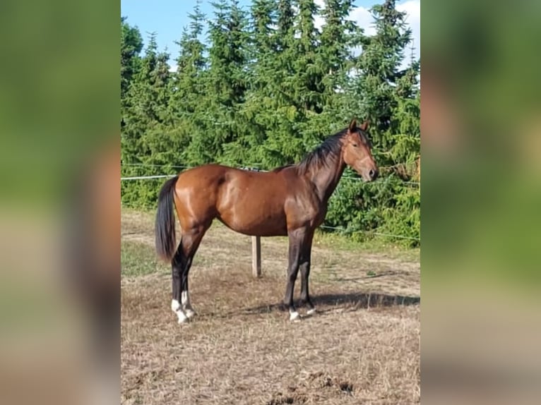 Oldenburger Merrie 5 Jaar 164 cm Donkerbruin in Schwartow