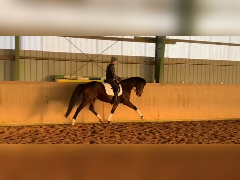 Oldenburger Merrie 5 Jaar 164 cm Donkerbruin in Schwartow