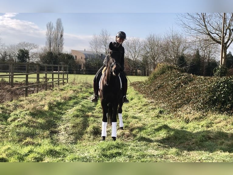 Oldenburger Merrie 5 Jaar 164 cm Donkerbruin in Neeritter