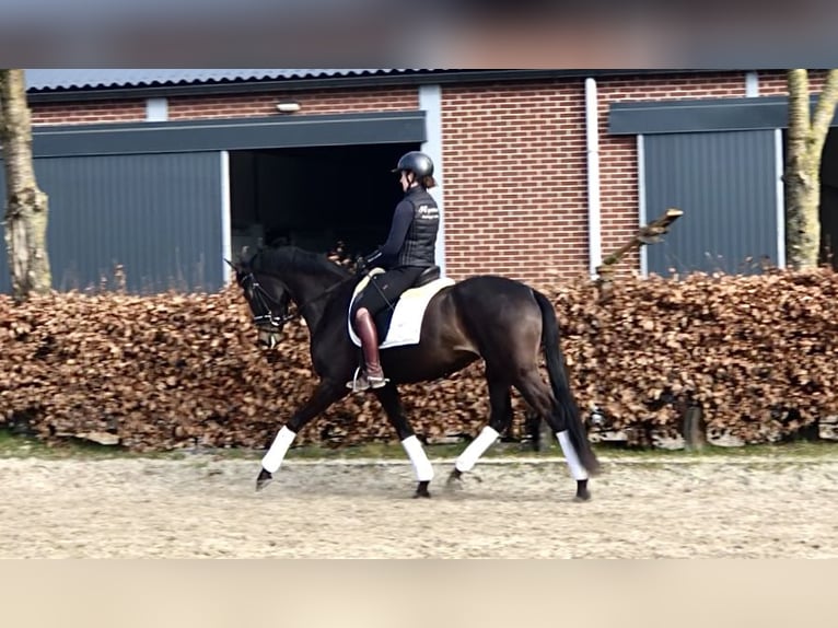 Oldenburger Merrie 5 Jaar 164 cm Donkerbruin in Neeritter