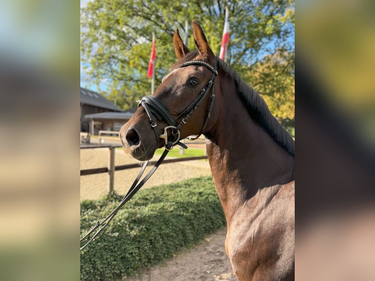 Oldenburger Merrie 5 Jaar 164 cm Donkere-vos in Appen