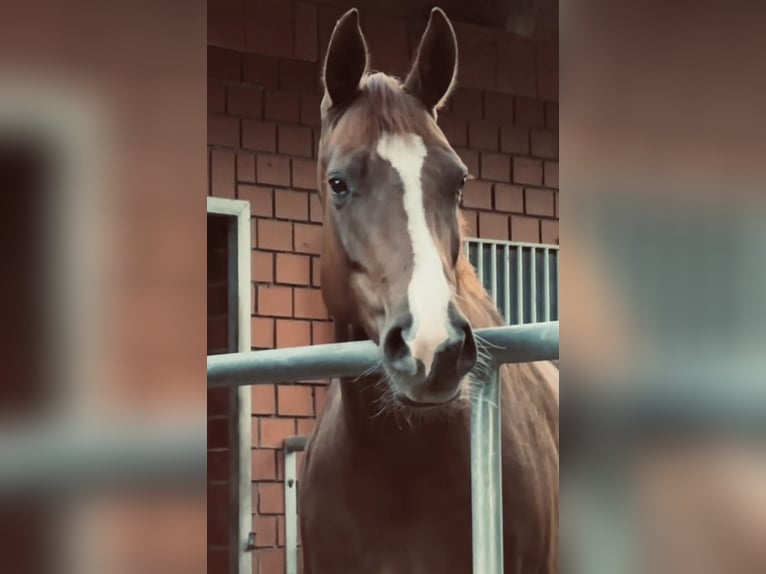 Oldenburger Merrie 5 Jaar 164 cm Donkere-vos in Winsen (Luhe)
